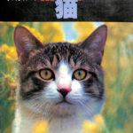 深瀬昌久　サスケ!いとしき猫よ サスケ！！ いとしき猫よ（Second Printing） - 深瀬 昌久