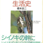 セミの生活史 橋本 洽二 | 古本よみた屋 おじいさんの本、買います。